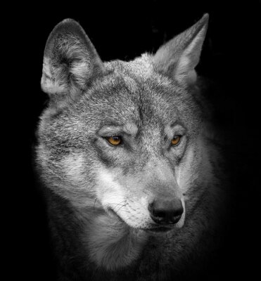 Grijs wolfsportret