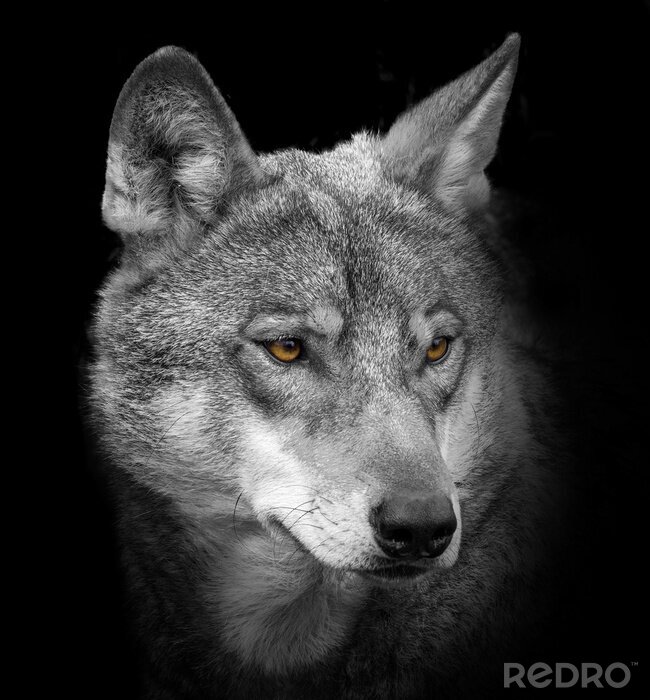 Fotobehang Grijs wolfsportret
