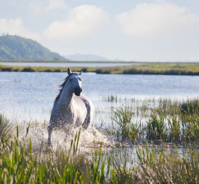 Fotobehang grijze Arabische paard loopt op het water