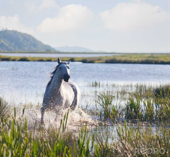 Fotobehang grijze Arabische paard loopt op het water
