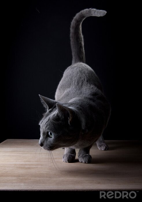 Fotobehang Grijze Britten