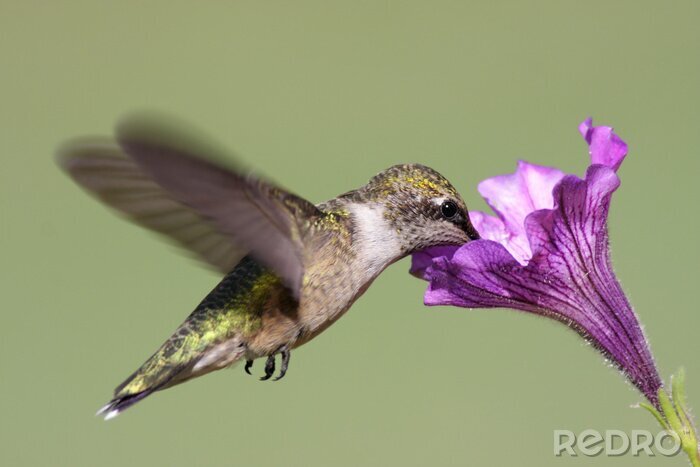 Fotobehang Grijze kolibrie in beweging
