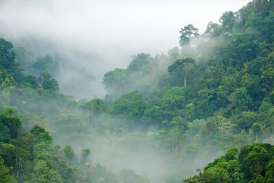 Fotobehang Grijze mist over de jungle