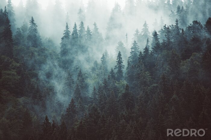 Fotobehang Grijze mist rond coniferen