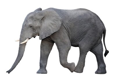 Fotobehang Grijze olifant aan het wandelen