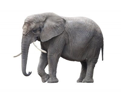 Fotobehang Grijze olifant op witte achtergrond