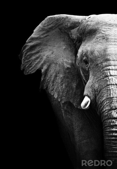 Fotobehang Grijze olifant op zwarte achtergrond