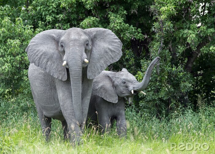Fotobehang Grijze olifanten in het groen