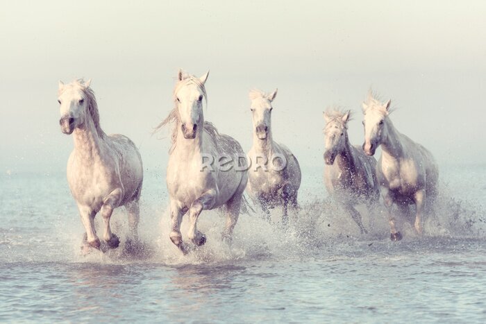 Fotobehang Grijze paarden galopperen in het water