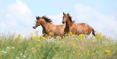 Fotobehang Grijze paarden in bloemen