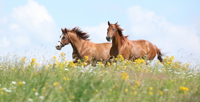 Fotobehang Grijze paarden in bloemen
