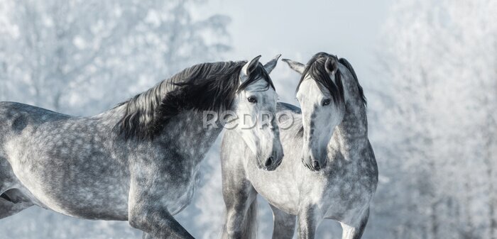 Fotobehang Grijze paarden in het winterbos