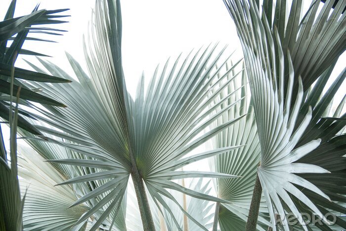 Fotobehang Grijze palmbladeren