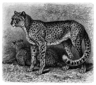 Fotobehang Grijze schets met wilde katten