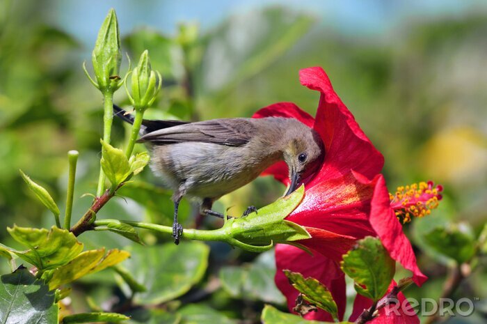 Fotobehang Grijze vogel bij de mooie bloem