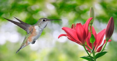 Fotobehang Grijze vogel bij een bloeiende bloem