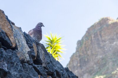 Fotobehang Grijze vogel op de achtergrond van de bergketen