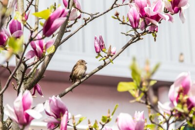 Fotobehang Grijze vogel tussen de bloeiende magnolia's