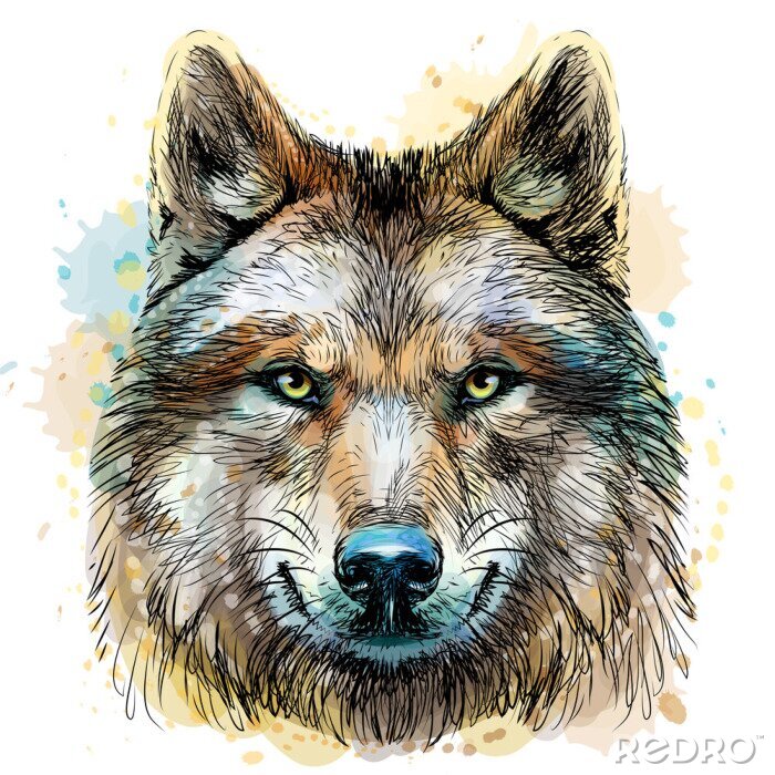 Fotobehang Grijze wolf in aquarel