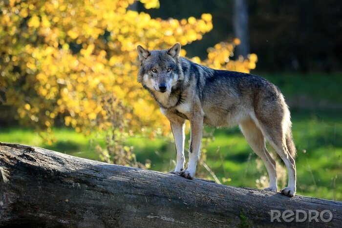 Fotobehang Grijze wolf in de herfst