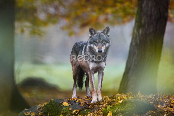 Fotobehang Grijze wolf in een herfstbos
