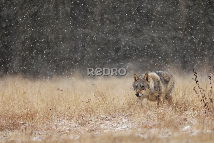 Fotobehang Grijze wolf in een weide