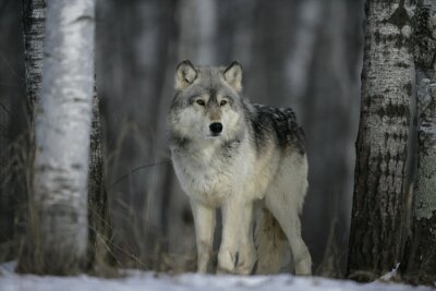 Fotobehang Grijze wolf in een winters bos