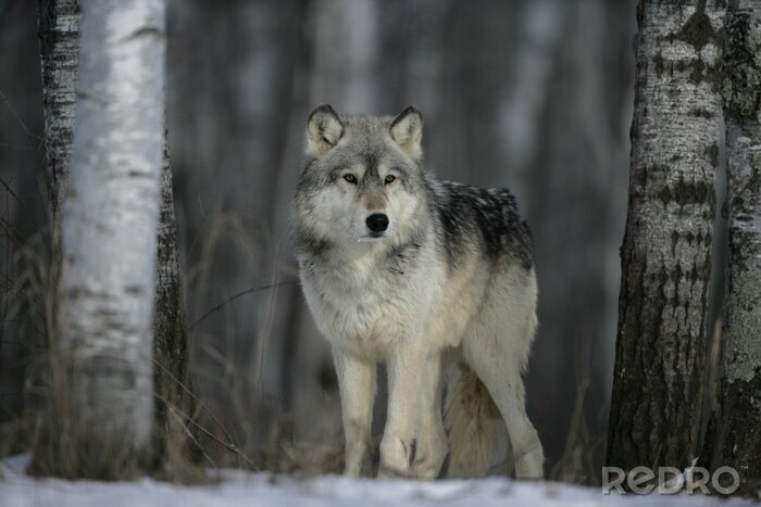 Fotobehang Grijze wolf in een winters bos