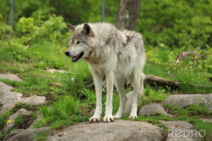 Fotobehang Grijze wolf in zijn natuurlijke habitat