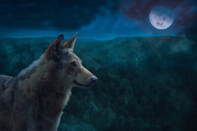 Fotobehang Grijze wolf op bosachtergrond bij volle maan