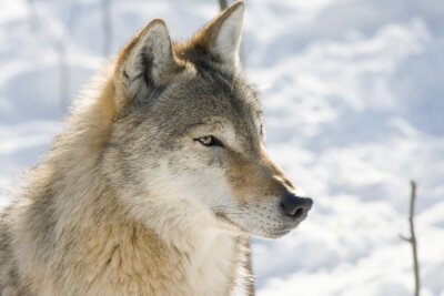 Fotobehang Grijze wolf op de achtergrond van winterlandschap