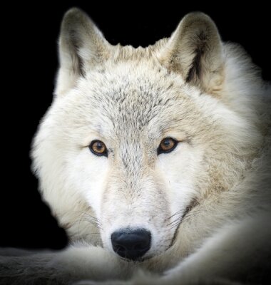 Fotobehang Grijze wolf op een donkere achtergrond