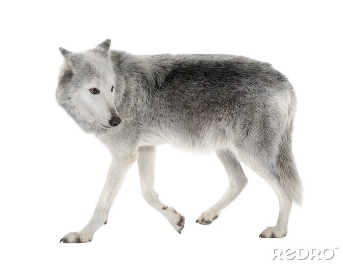 Fotobehang Grijze wolf op een heldere achtergrond