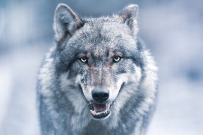 Grijze wolf op een onscherpe achtergrond