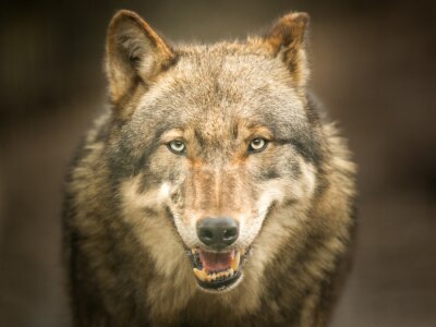 Grijze wolf staren