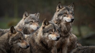 Fotobehang Grijze wolven in de roedel