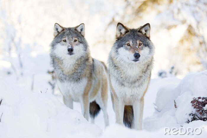 Fotobehang Grijze wolven in de sneeuw