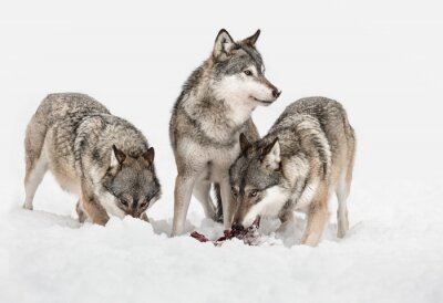 Fotobehang Grijze wolven zittend op de sneeuw