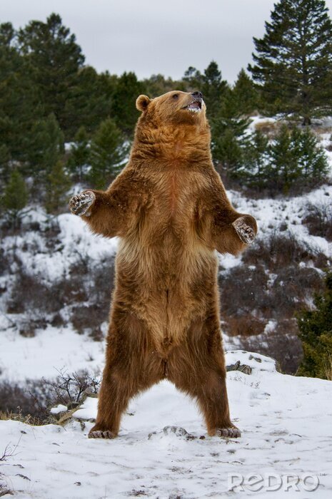 Fotobehang Grizzly Bear