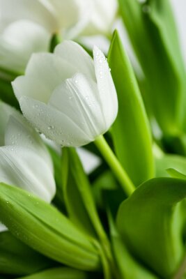 Fotobehang Groen blad en een witte bloem