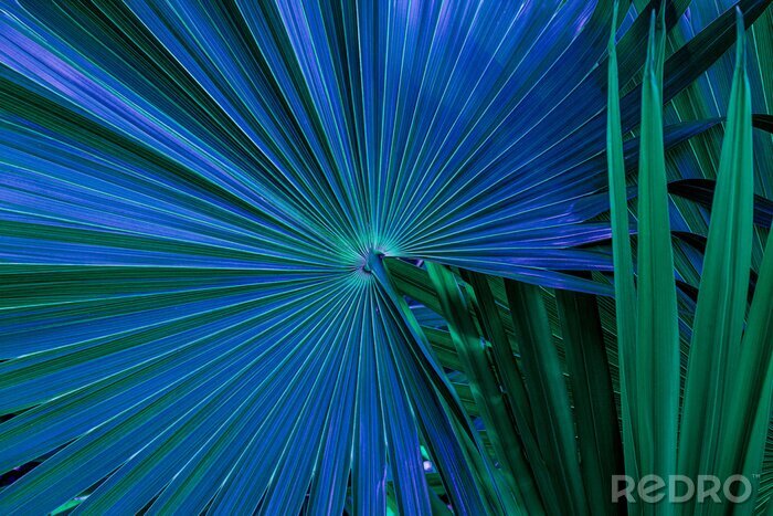 Fotobehang Groen-blauwe palmbladeren