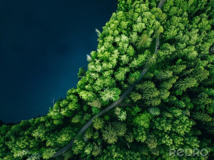 Fotobehang Groen bos bij het meer vanuit vogelperspectief