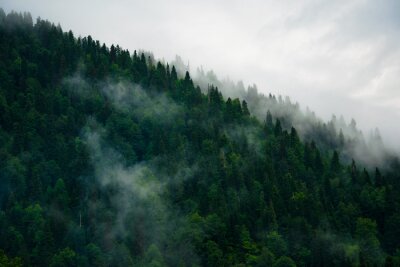 Fotobehang Groen bos tegen de lucht