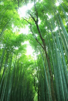 Fotobehang Groen bos van bamboe