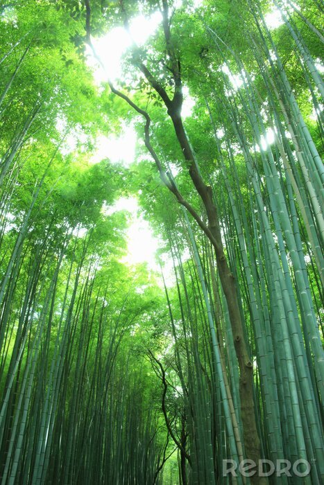 Fotobehang Groen bos van bamboe