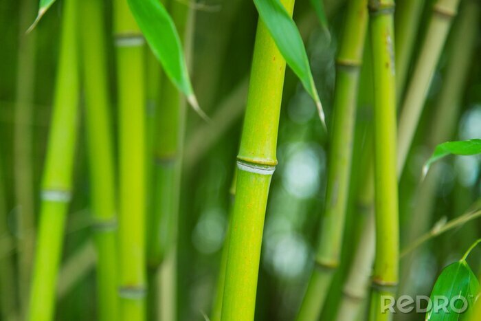 Fotobehang Groen bosje van bamboe