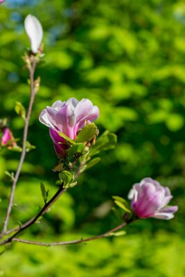 Fotobehang Groen en magnolia's