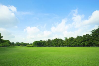 Fotobehang Groen gras, bomen en lucht