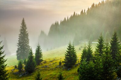 Fotobehang Groen gras en bomen op een berghelling
