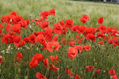 Fotobehang Groen gras en klaprozen
